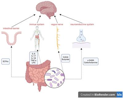 Baseline gut microbiota profiles affect treatment response in patients with depression